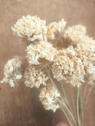 White Scabious White Scabious