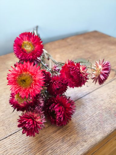 Scarlet Strawflowers Scarlet Strawflowers