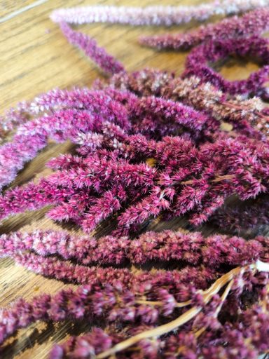 Amaranth Amaranth