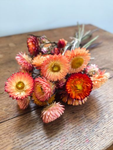 Orange Strawflowers Orange Strawflowers