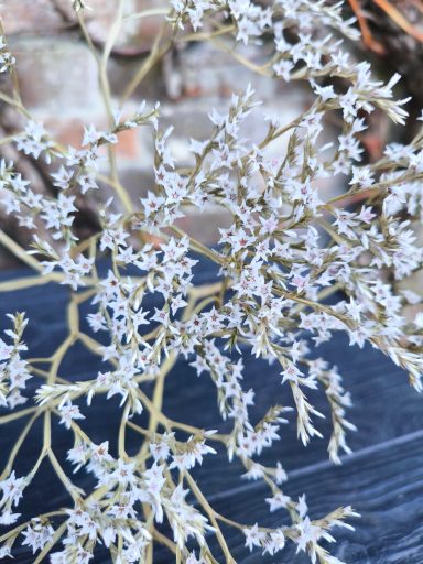 Limonium tartaricum Limonium tartaricum