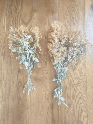Achemilla Mollis Achemilla Mollis