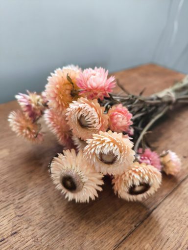 Salmon Rose Strawflowers Salmon Rose Strawflowers