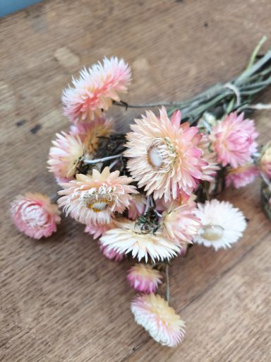 Silvery Rose Strawflowers Silvery Rose Strawflowers
