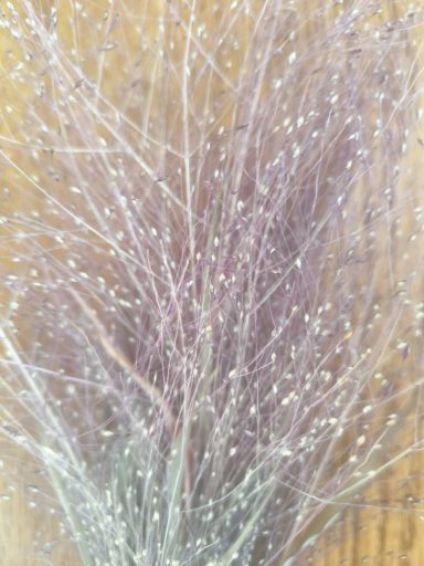 Panicum Frosted Explosion Panicum Frosted Explosion