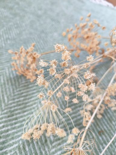 Ammi Majus Ammi Majus