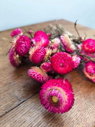 Bright Rose Strawflowers Bright Rose Strawflowers