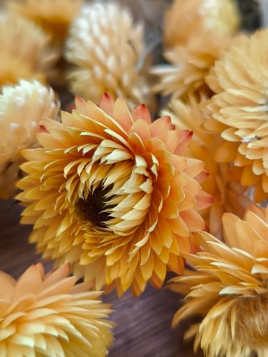 Pale Yellow Strawflowers Pale Yellow Strawflowers